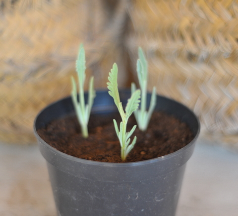 Propagating lavender and enjoying one of the best dry landscaping plants at your disposal